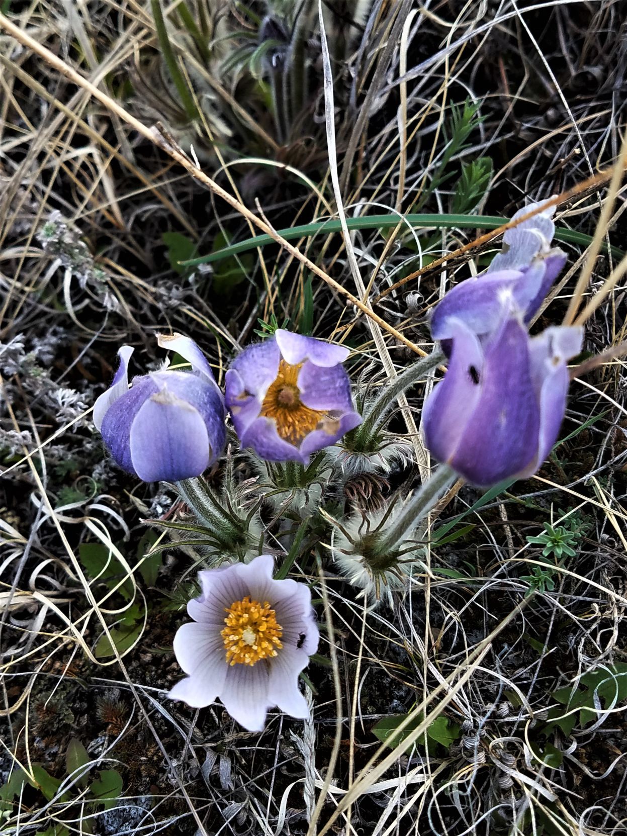 Crocus
